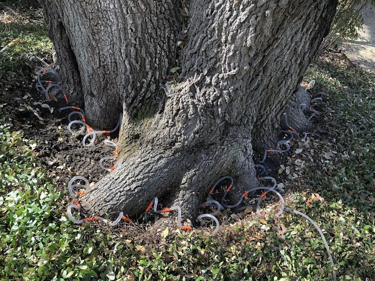 Detailed Tree Cabling and Bracing job site in Cannel City