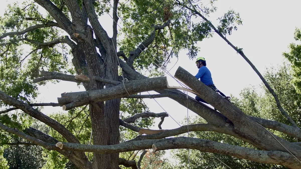 Professional Hazardous Tree Removal performed by certified arborists in Cannel City